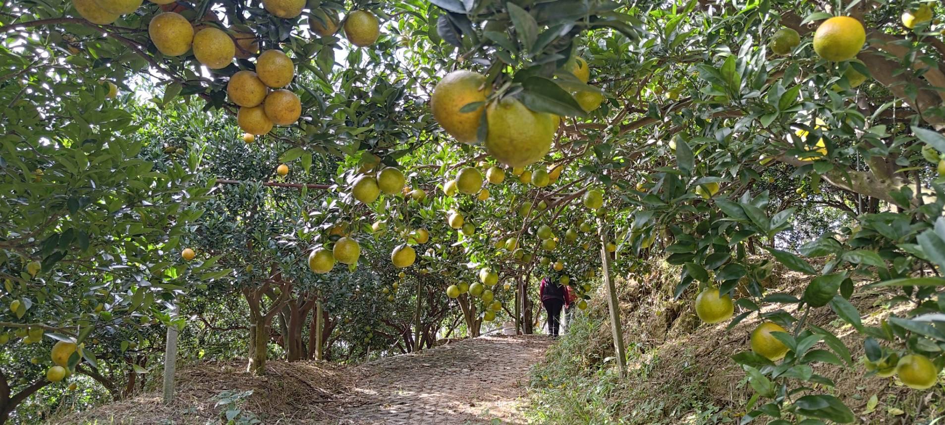 旅遊分享·悠遊漫步生活之旅｜金陵山瑰寶景泰藍天壇、八仙山、鹿港老街、採果樂、谷關溫泉一泊二食三日