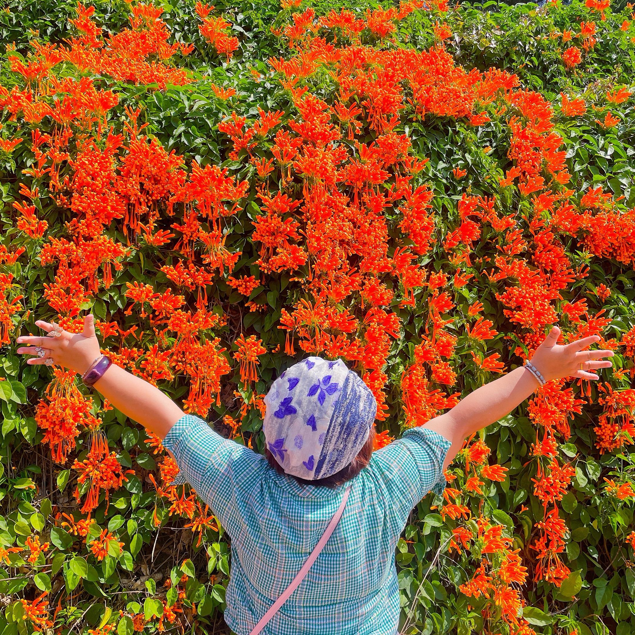 Eintägige Tour zu den vier großen Blumenmeeren in Zentral-Taiwan im Februar