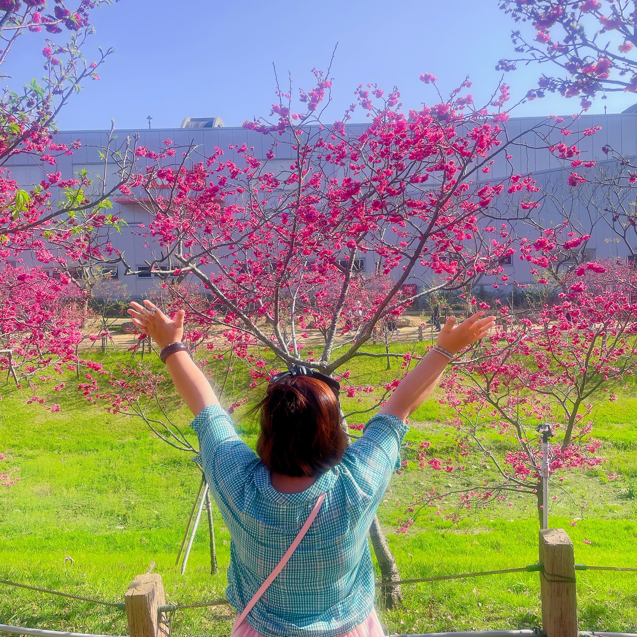 Tour de un día por los cuatro grandes mares de flores en el centro de Taiwán en febrero